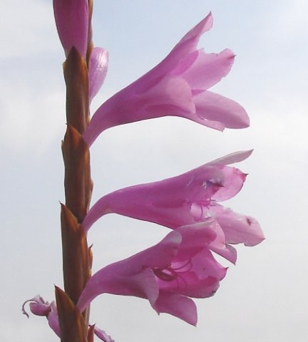 Watsonia confusa flowers